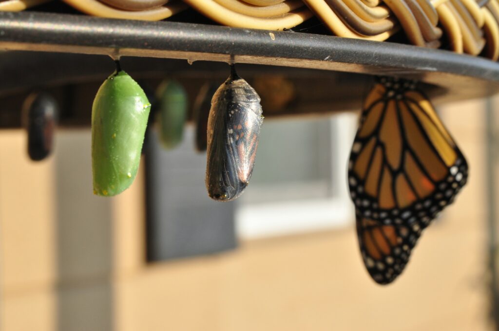 Visualizing growth — developing resilience and adaptability as a founder.